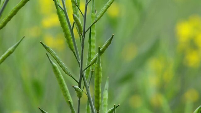 Green mustard pods growing at agriculture field
