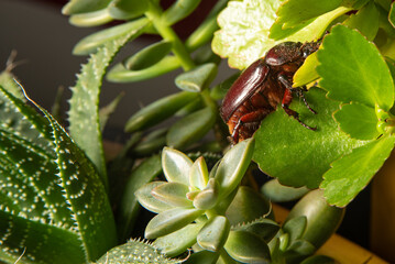 Beetle, a brown beetle seen in close walking on plants, selective focus.