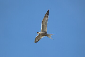 High flying bird (Common Tern) overhead against blue sky