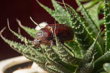 Beetle, a brown beetle seen in close walking on plants, selective focus.