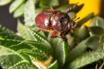Beetle, a brown beetle seen in close walking on plants, selective focus.