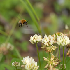 Bee flying over flowers