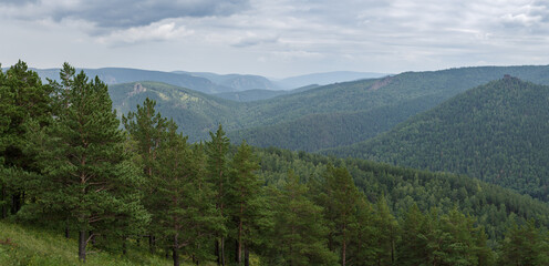 Siberian taiga in summer