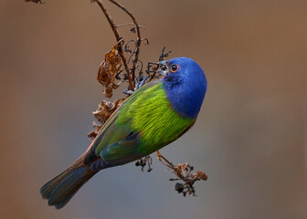 Painted bunting, bird