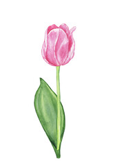 Obraz premium Pink tulip with green leaves and branch isolated on white background. Watercolor hand drawing illustration. Perfect for invitation card, print, flower design, blooming cover.