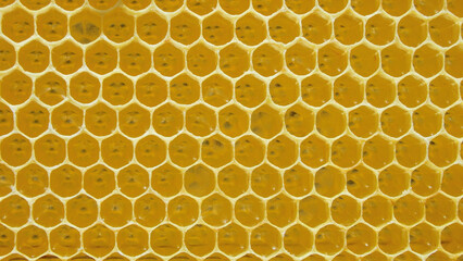 Honeycomb. Geometric, closeup. Yellow Honey cells texture background. Concept of beekeeping.