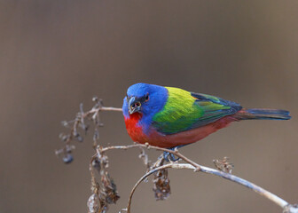 Painted bunting, birds