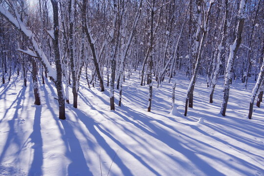 白い雪に覆われた冬の森。日差しの中で雪の上に木の影が伸びています。