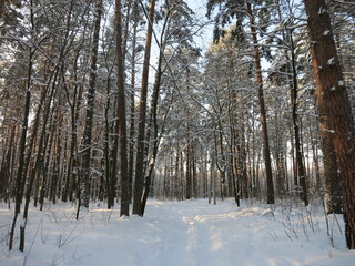 Winter park, snow, pine trees.