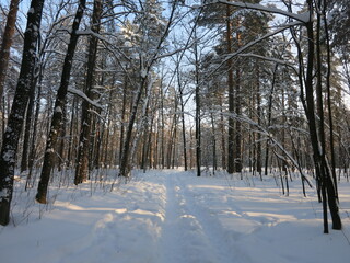 Winter park, snow, pine trees.