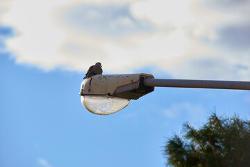a little dove sitting on the lamppost on a beautiful sunny day