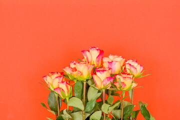Rose flowers on a colored background