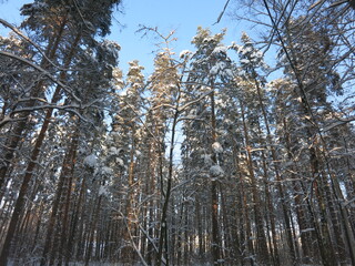 Winter park, snow, pine trees.