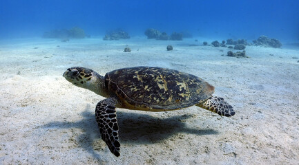 Beautiful sea turtle swimming inside the blue water of the Red Sea.