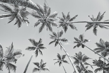 Fototapeta na wymiar Looking up at coconut palm trees, black and white summer holiday picture.