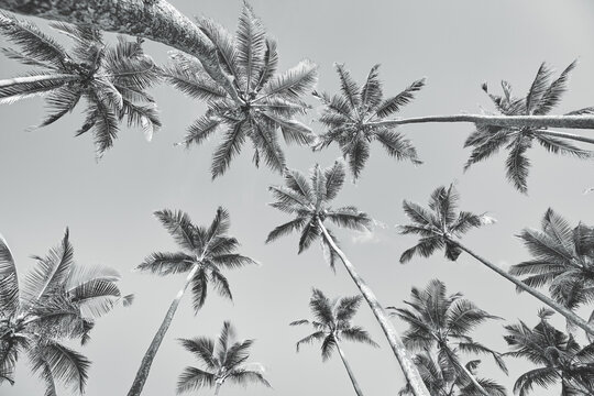 Looking up at coconut palm trees, black and white summer holiday picture.