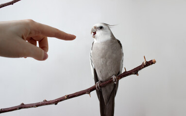 close up white parrot cockatiel open beak biting man's finger. bird open beak on white background.