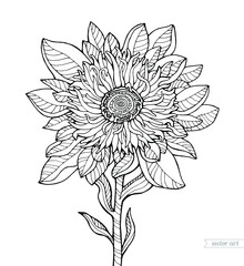 Sunflower isolated.  Vector hand drawn artwork. Zentangle. Coloring book page for adult. Black and white. Vintage, retro style. Bohemian ethnic concept