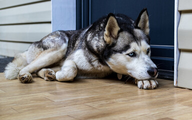 Dog breed husky curled up and lying at the doorstep of the house. A popular breed of dog. Pets....