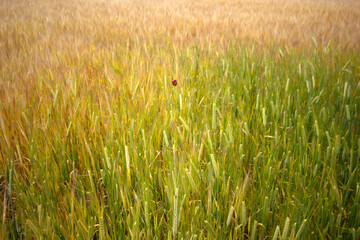 Farming. Wheat field in summer.
