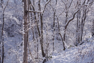 冬の森。雪と霜で白くなった木々。