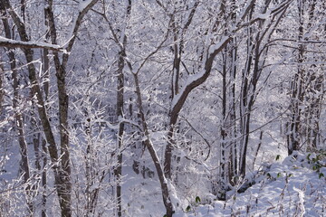 冬の森。雪と霜で白くなった木々。