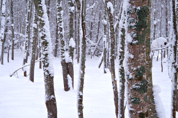 冬の森。雪と霜で白くなった木々。