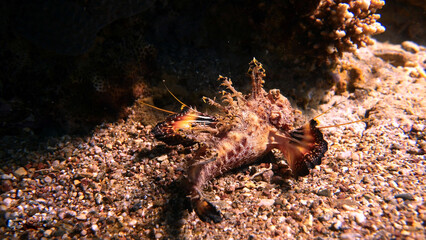 Filamented Devilfish is hiding inside the blue water of the Red Sea. 