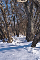 良く晴れた日の冬の森。青空の下の木立。