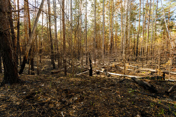 Fototapeta premium burnt forest, road, zhytomyr region