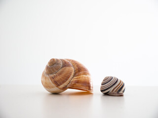 Empty common snail shell houses isolated on white close up macro shot