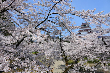 日本の春、桜と天守閣。会津若松、福島、日本。4月中旬。