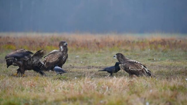 White-tailed eagle With crows in a Feeding station