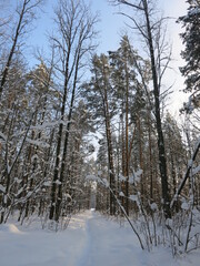 Winter park, snow, pine trees.