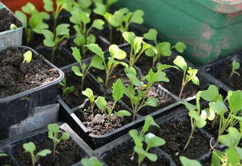 Young seedlings of cabbage in pots with soil outside.