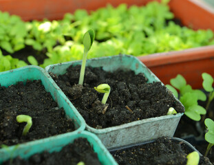Pots with sprouts of pumpkin in the greenhouse.