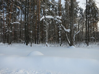 Winter park, snow, pine trees.