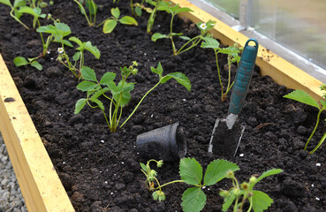 Young sprouts of strawberry in box with working tool in greenhouse.