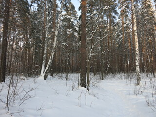 Winter park, snow, pine trees.