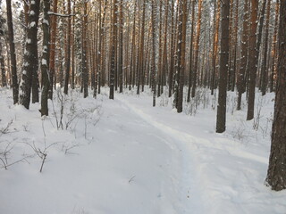 Winter park, snow, pine trees.