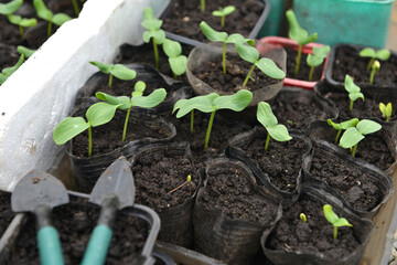 Working tools and young seedlings of cucumber in boxes in greenhouse.