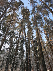 Winter park, snow, pine trees.