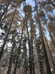Winter park, snow, pine trees.