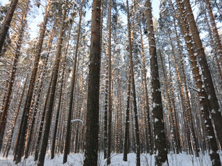 Winter park, snow, pine trees.