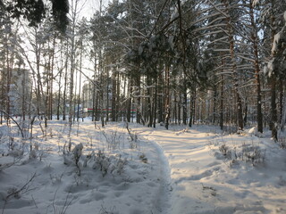 Winter park, snow, pine trees.