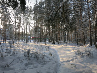 Winter park, snow, pine trees.