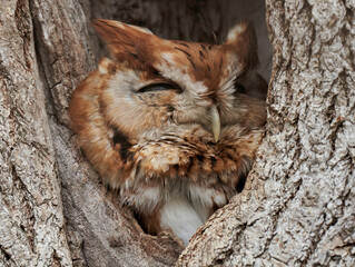 Screech Owl