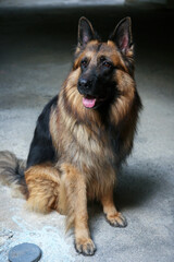 A big and beautiful German Shepherd Dog lying on the floor