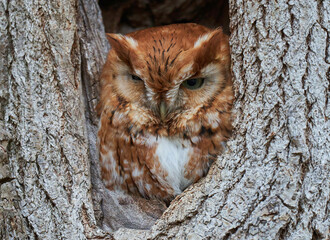 Obraz premium Screech Owl