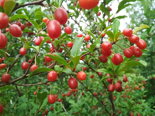 Silverberry, gumi. Red berries growing in a garden.